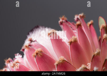 pink king protea flower, south african landmark, close up still in bloom on a grey background Stock Photo