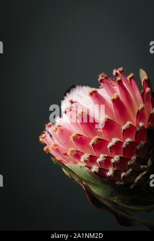 pink king protea flower, south african landmark, close up still in bloom on a grey background Stock Photo