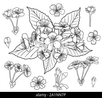 Black and white cherry flowers set for coloring book page vector Stock Vector