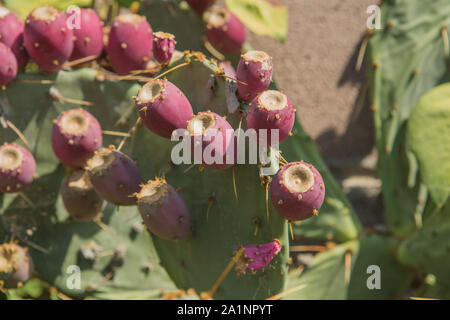 Red and ripe prickly pear on the plant Stock Photo