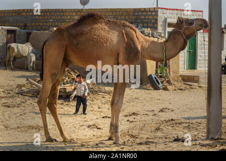 Jaisalmer, India - February 14, 2019:Indian boy and camels in traditional village at Thar desert