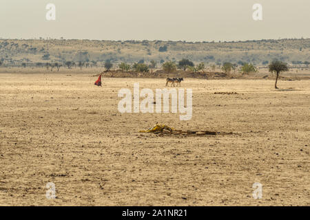 Jaisalmer, India - February 14, 2019: Indian woman in red sari grazing cows near traditional village at Thar desert