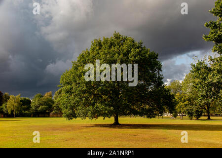 A lone oak tree under stormy skies in London Stock Photo - Alamy