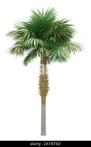 Sabal Palm Tree Isolated On White Background. 3d Illustration Stock ...