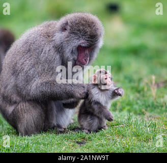 Japanese Macaque - Mother and Baby (Captive) Stock Photo