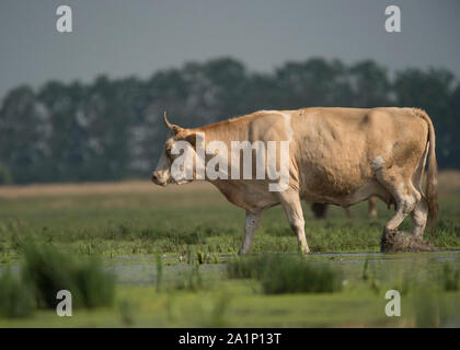 Hungarian grey cattle, Hortobágy National Park, Hungary Stock Photo