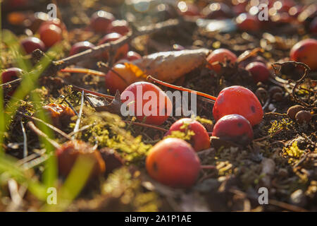 Ripe red crab apples on the ground with moss and withered leaves, viewed in close-up Stock Photo