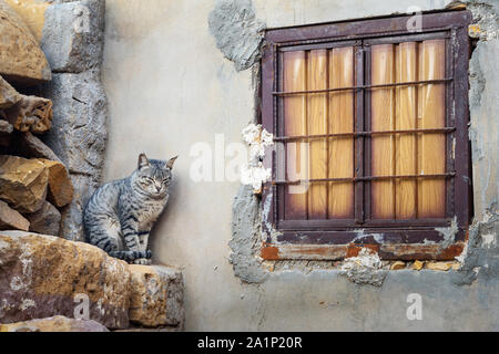 Cat at the window on the street in Jaisalmer fort. Rajasthan. India Stock Photo