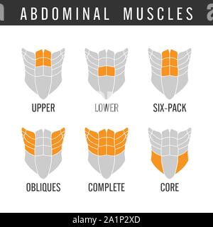 Human Abdominal muscles overall in icon style. Stock Vector