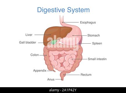 Anatomy of Human digestive system. Stock Vector