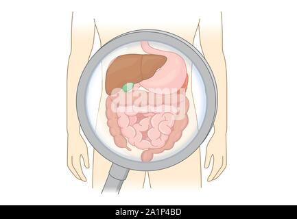 Diagnose human Digestive system with Magnifying glass. Stock Vector