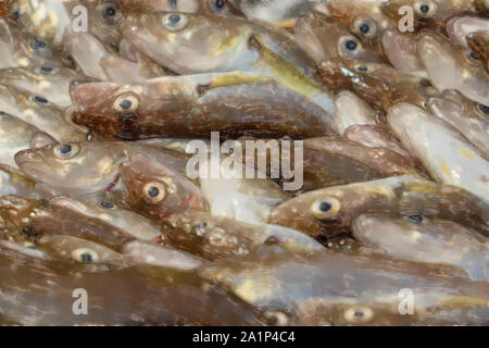 watercolor illustration: Small fresh fish on the stand of a trader at the fish market. Stock Photo