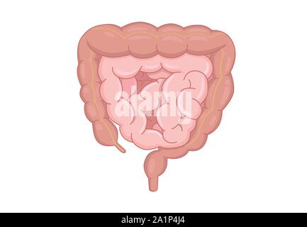 Human Intestines Anatomy isolated on white background. Stock Vector