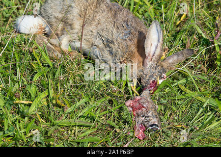 Rabbit dead prey victim to predators that attack the head eyes and brain for most nutrition. Dismembered face revealing eye and tongue body is whole. Stock Photo