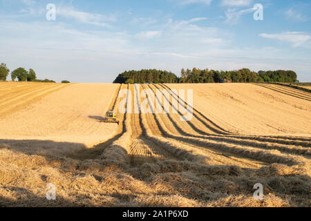 Combine harvester harvesting barley fields in the English countryside. Cotswolds, England Stock Photo