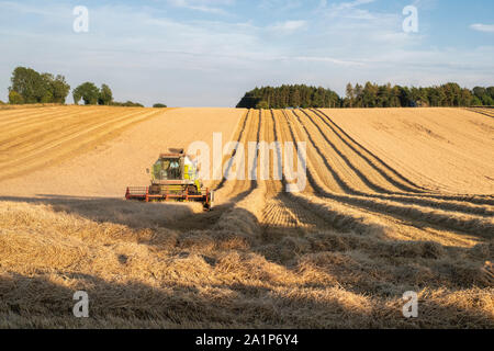 Combine harvester harvesting barley fields in the English countryside. Cotswolds, England Stock Photo