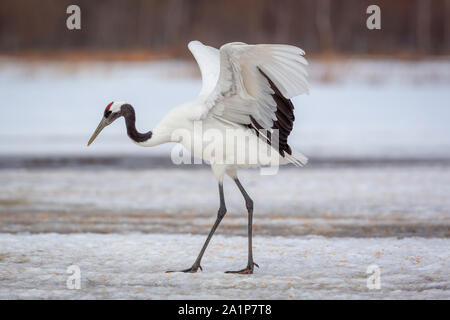 Handmade Stitched Picture Red popular Crowned Crane Love Dance Winter Japanese