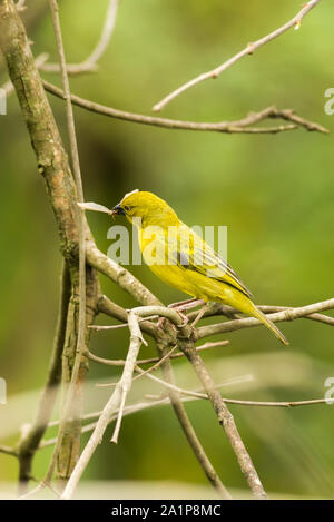 Holub's golden weaver (Ploceus xanthops) on branch with flying termite in beak, Kenya Stock Photo