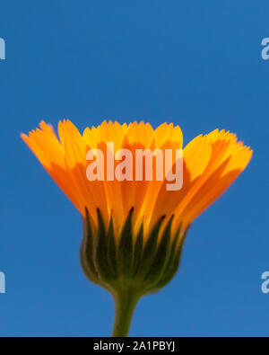 Close-up of bright orange yellow flower against bold blue sky, vertical framing Stock Photo