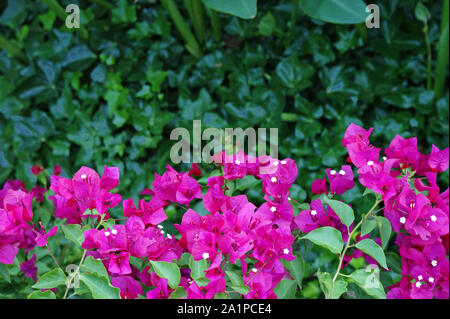 Beautiful pink fuchsia bougainvillea between a black wrought iron railing Stock Photo