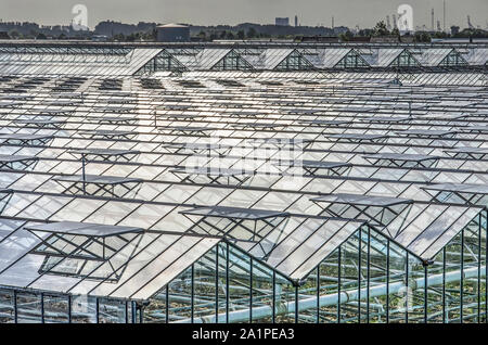 's-Gravenzande, The Netherlands, September 28, 2019: looking over a sea of greenhouses with opened windows creating a rhytmic pattern characteristic f Stock Photo