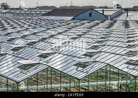 's-Gravenzande, The Netherlands, September 28, 2019: rows of open windows create a rhytmic pattern on the roofs of greenhouses, interupted by a number Stock Photo