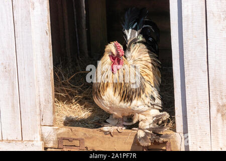 A close up view of the front opening of a chickens hut with the main occupant leavinhg to find food Stock Photo