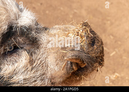 a close up view of a large pig with large tusks sticking out Stock Photo