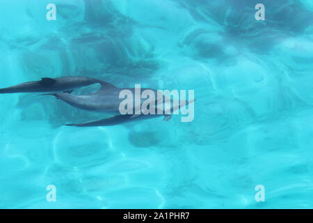 group of dolphins with families and babies Stock Photo