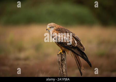 Red Kite, Milvus milvus Stock Photo