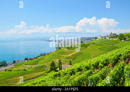 Stunning landscape in Lavaux wine region, Switzerland. The wine-growing area located by Lake Geneva. Green vineyards on slopes by the famous lake. The area by villages Villette, Epesses and Lutry. Stock Photo