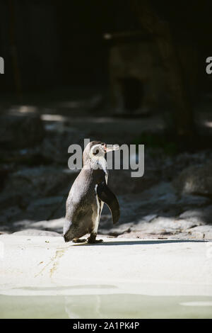 The penguin stands and looks straight. Copyspace Stock Photo