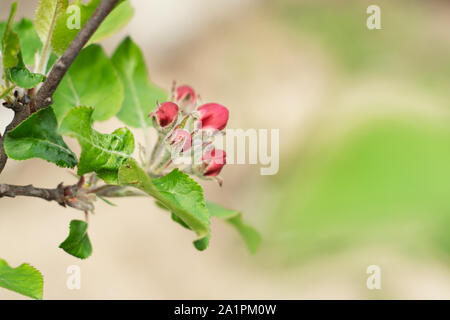 Red buds and green leaves on a branch of apple tree in spring Stock Photo