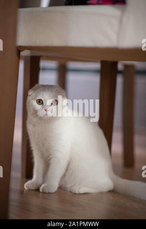 white scottish fold kitten, cute cat. Stock Photo