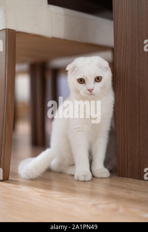 white scottish fold kitten, cute cat. Stock Photo