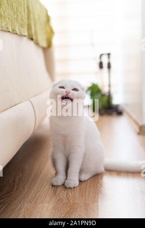 white scottish fold kitten, cute cat. Stock Photo