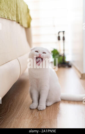 white scottish fold kitten, cute cat. Stock Photo