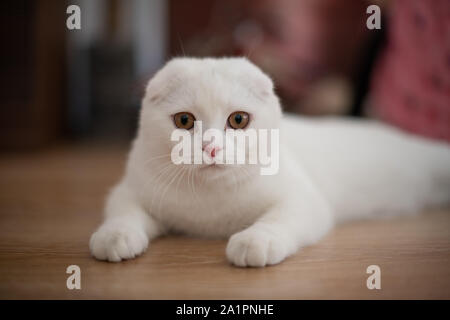 white scottish fold kitten, cute cat. Stock Photo