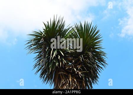 Joshua tree against the blue sky. Stock Photo