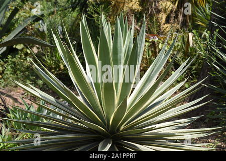 Yucca gloriosa 'Variegata plant. Stock Photo