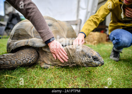 People stroke an Aldabra giant tortoise at the Malvern Autumn Show, at the Three Counties Showground near Malvern in Worcestshire. Stock Photo