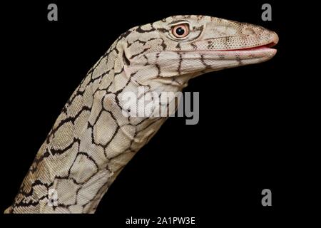 Perentie (Varanus giganteus) Stock Photo