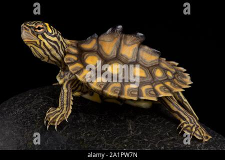 Yellow-blotched map turtle (Graptemys flavimaculata) Stock Photo