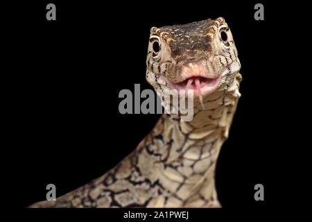 The Perentie (Varanus giganteus) is the biggest lizard species of Australia and one of the biggest in the world. Stock Photo