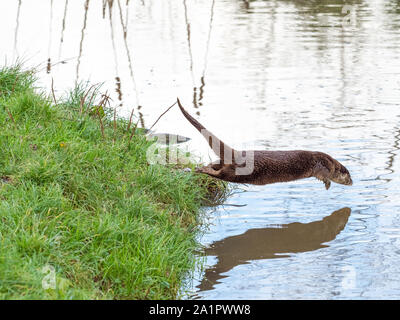 Eurasian otter (Lutra lutra) . Jumping into  Water Stock Photo