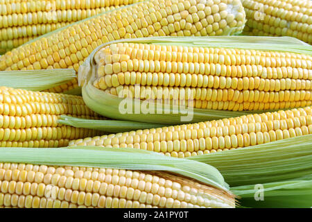 Close-up of natural yellow corncobs Stock Photo