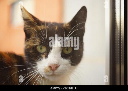Funny tricolor cat peeks through the window into the house. Maneki neko kitty closeup head portrait. Stock Photo