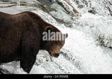 An adult Brown Bear known as 151 Walker, watches  for spawning Sockeye Salmon at the lip of Brooks Falls in Katmai National Park and Preserve September 15, 2019 near King Salmon, Alaska. The park spans the worlds largest salmon run with nearly 62 million salmon migrating through the streams which feeds some of the largest bears in the world. Stock Photo