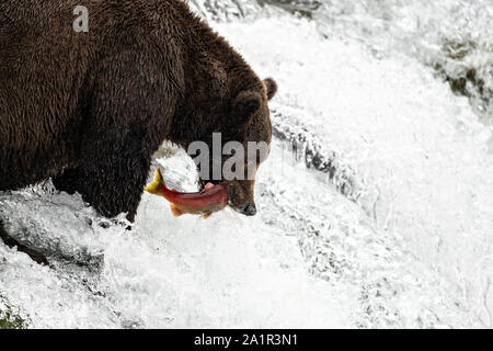 An adult Brown Bear known as 151 Walker, catches spawning Sockeye Salmon at the lip of Brooks Falls in Katmai National Park and Preserve September 15, 2019 near King Salmon, Alaska. The park spans the worlds largest salmon run with nearly 62 million salmon migrating through the streams which feeds some of the largest bears in the world. Stock Photo
