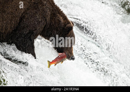 An adult Brown Bear known as 151 Walker, catches spawning Sockeye Salmon at the lip of Brooks Falls in Katmai National Park and Preserve September 15, 2019 near King Salmon, Alaska. The park spans the worlds largest salmon run with nearly 62 million salmon migrating through the streams which feeds some of the largest bears in the world. Stock Photo